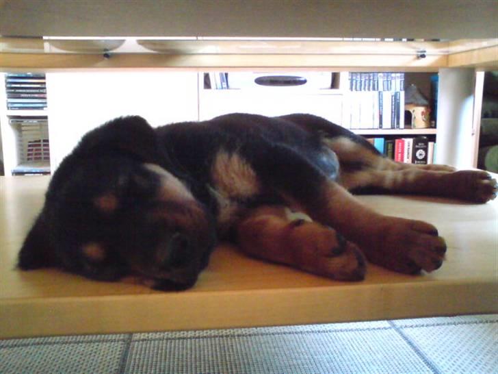 Blanding af racer Luna - Ja, hun har så fundet ud af at hun kan ligge på pladen unde vores sofabord :D Gad vide hvor længe det varer ved xD (taget med mobilen) billede 10