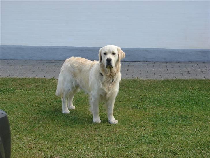 Golden retriever Pole Position De Ria Vela - Han er smuk ? billede 1