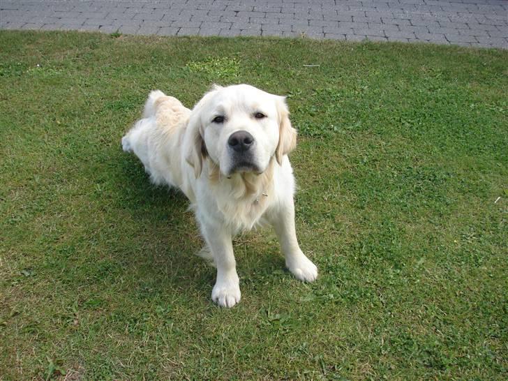 Golden retriever Pole Position De Ria Vela - hehe :) <3  billede 2
