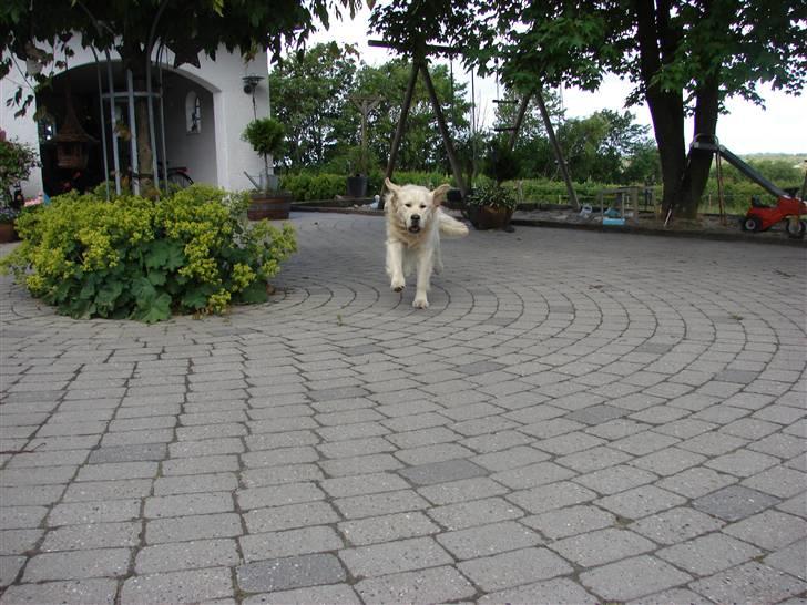 Golden retriever Pole Position De Ria Vela billede 3