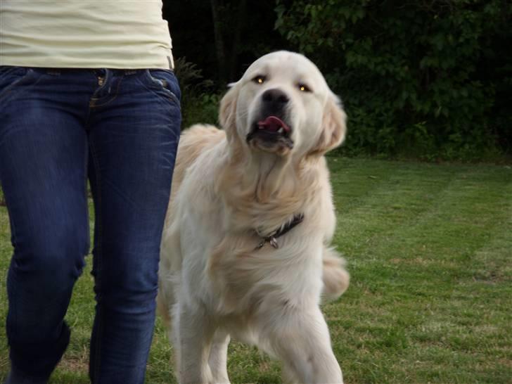 Golden retriever Pole Position De Ria Vela billede 4