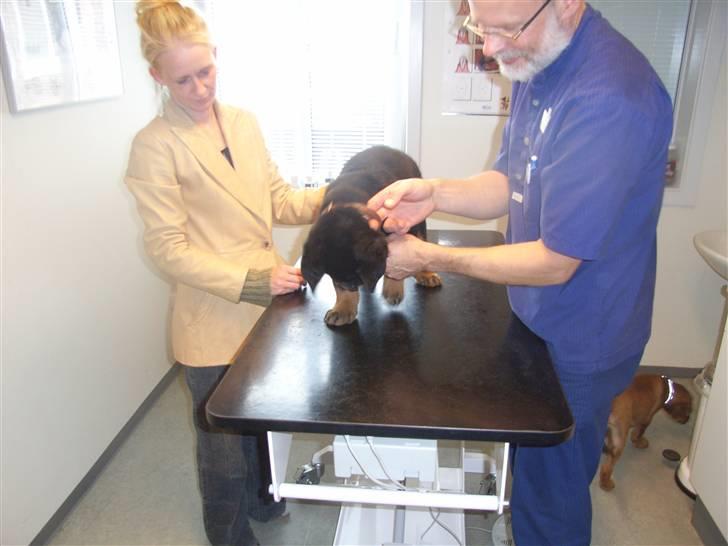 Rottweiler Mantos *RIP* - Så er der tid til en vaccine og en chip  billede 11