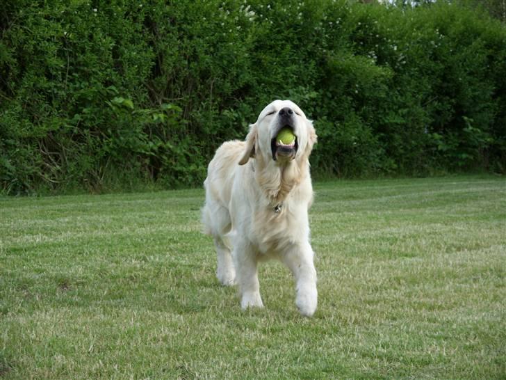 Golden retriever Pole Position De Ria Vela billede 5