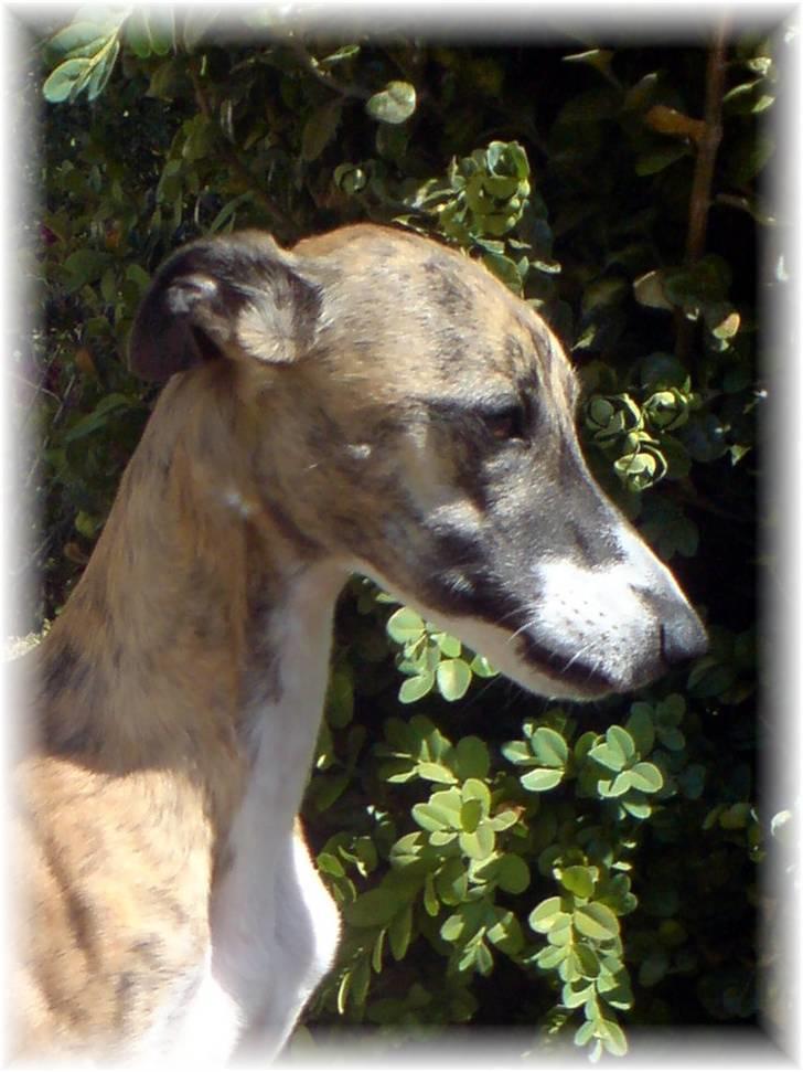 Whippet Yessi billede 20
