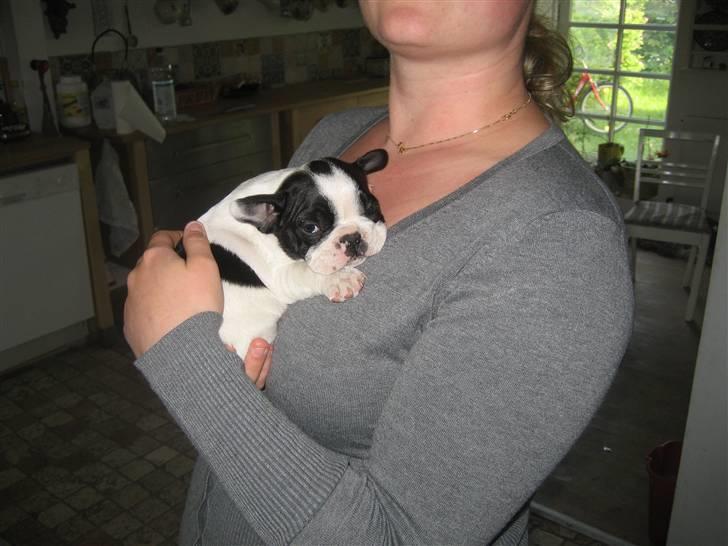 Fransk bulldog Basse billede 2