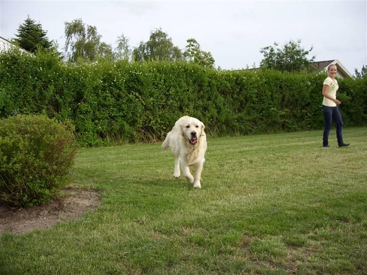 Golden retriever Pole Position De Ria Vela billede 6