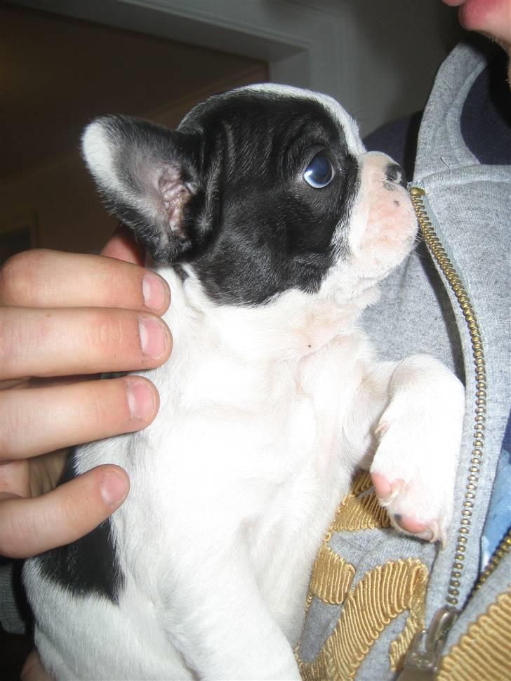 Fransk bulldog Basse billede 3