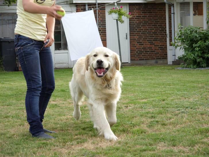 Golden retriever Pole Position De Ria Vela billede 8