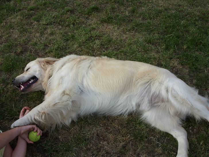 Golden retriever Pole Position De Ria Vela billede 9