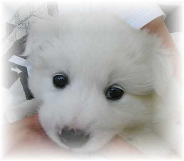 Blanding af racer dansk spids og samojede billede 4