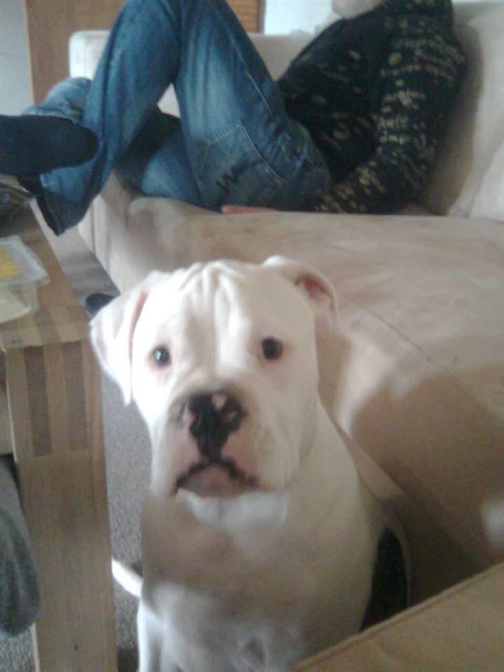 Olde english bulldogge cosmo billede 1