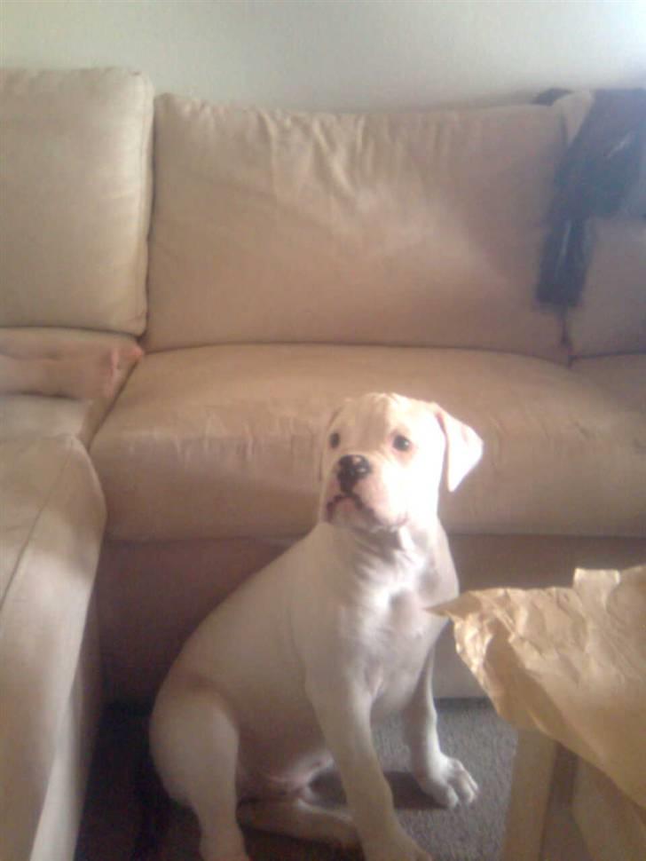 Olde english bulldogge cosmo billede 2