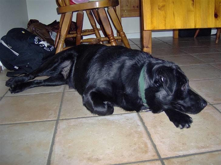 Blanding af racer Rex <3 billede 7