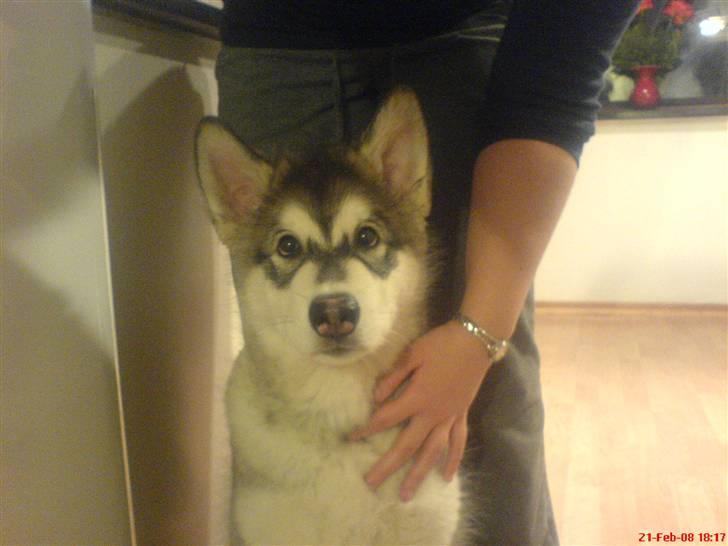 Alaskan malamute Sitka - Sitka hvaps. billede 6