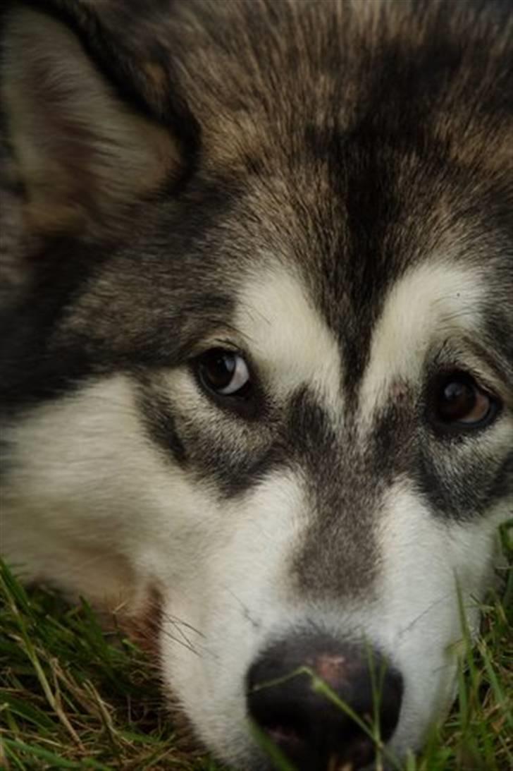 Alaskan malamute Sitka billede 7