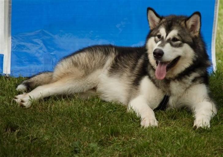 Alaskan malamute Sitka billede 8