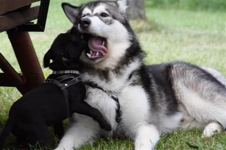 Alaskan malamute Sitka - Sitka og Hans bedste ven, Staffen, Albert. billede 9