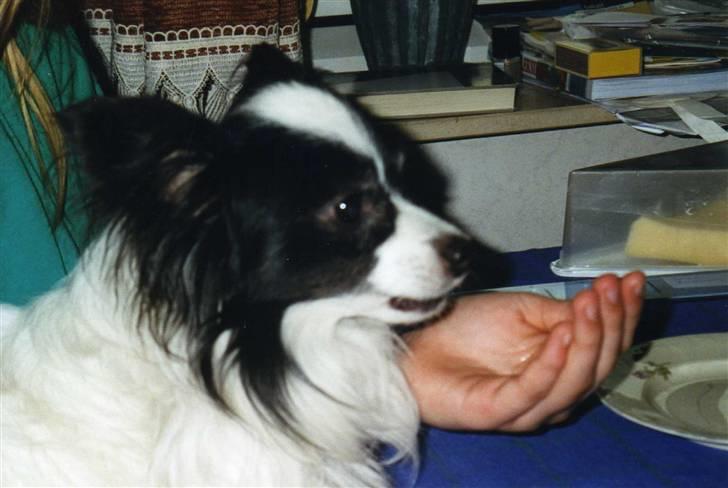 Papillon Mozart *Himmelhunden* <3 billede 6