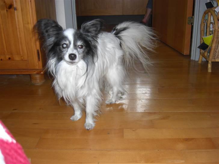 Papillon Mozart *Himmelhunden* <3 billede 8