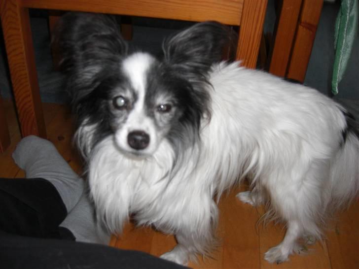 Papillon Mozart *Himmelhunden* <3 billede 9