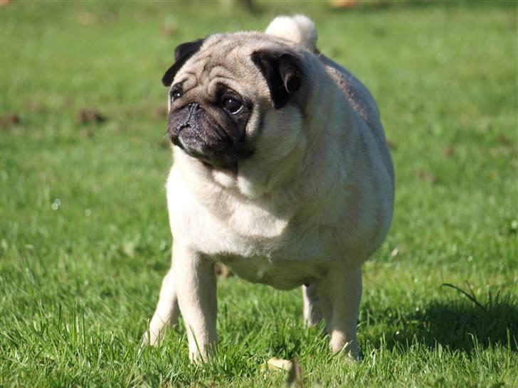 Mops kiss me R.I.P 27/7-2010 billede 1