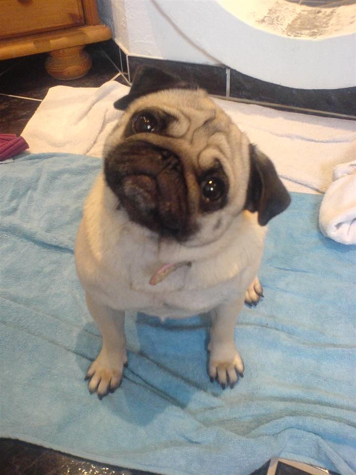 Mops kiss me R.I.P 27/7-2010 - smukke kisser <3 min lille pige  billede 2