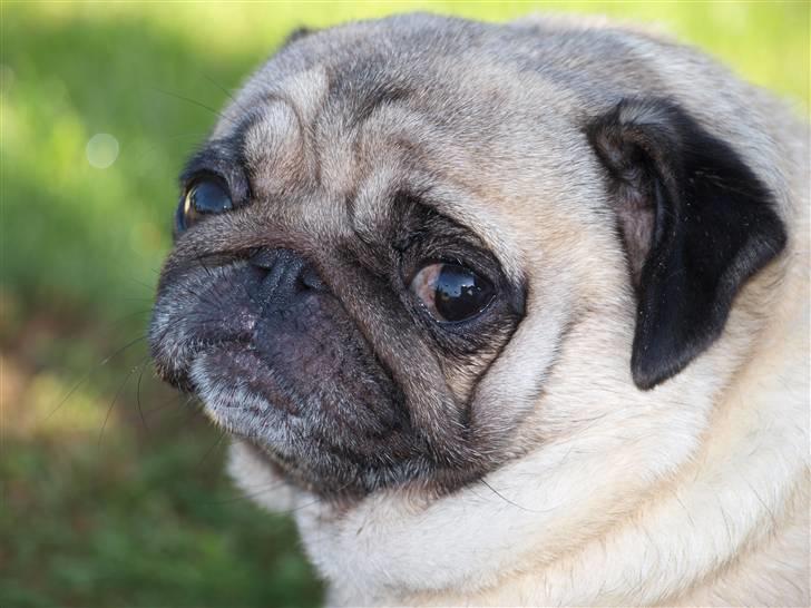 Mops kiss me R.I.P 27/7-2010 billede 3