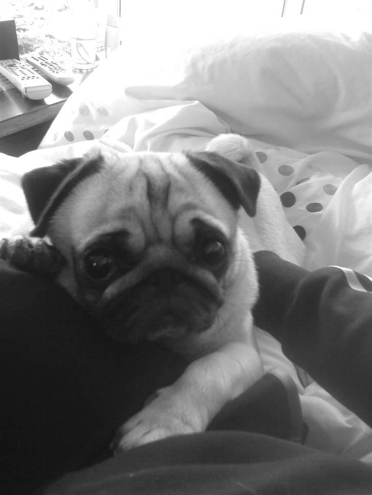 Mops kiss me R.I.P 27/7-2010 - er hun ikke yndig ? <3 billede 4