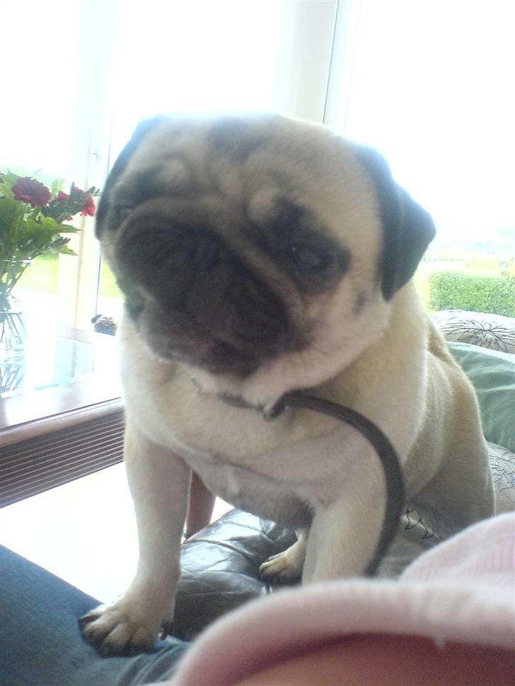 Mops kiss me R.I.P 27/7-2010 - arrr gab, sørme lige vågnet fra en dyb søvn =) billede 5