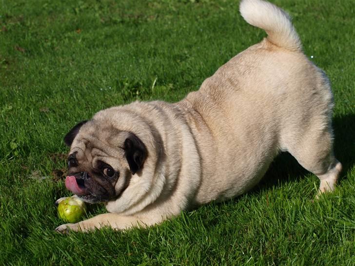 Mops kiss me R.I.P 27/7-2010 - du er savnet min pige billede 6