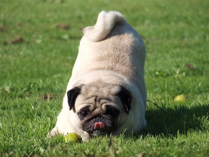 Mops kiss me R.I.P 27/7-2010 - dem igen, klær de ikke hinanden ? <3 xD billede 7