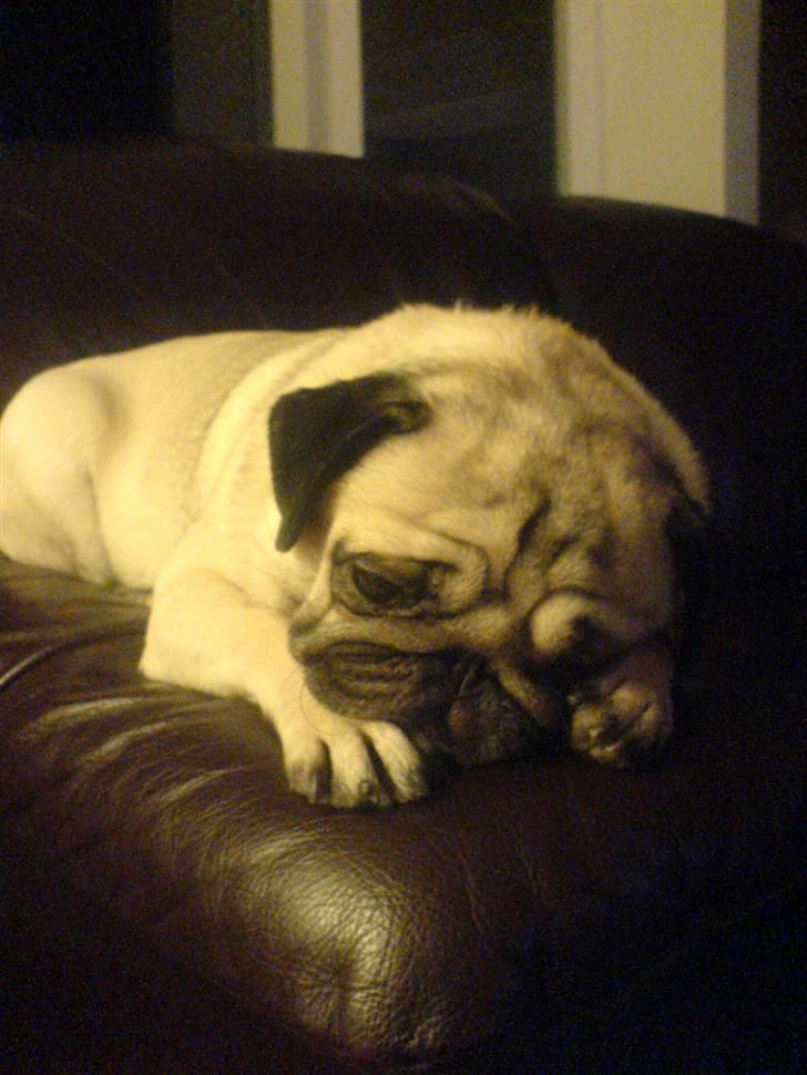 Mops kiss me R.I.P 27/7-2010 - smukke kisser der tager en morfar på sofa kanten =) billede 8