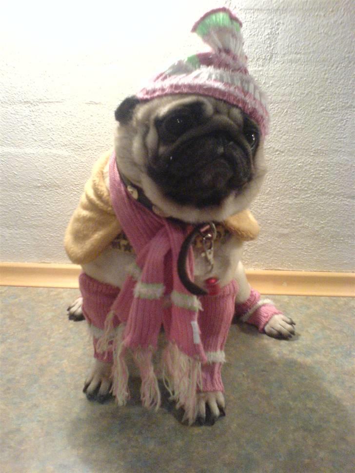 Mops kiss me R.I.P 27/7-2010 - kisser der er vinter klar, hun skal endelig ikke fryse =) billede 9