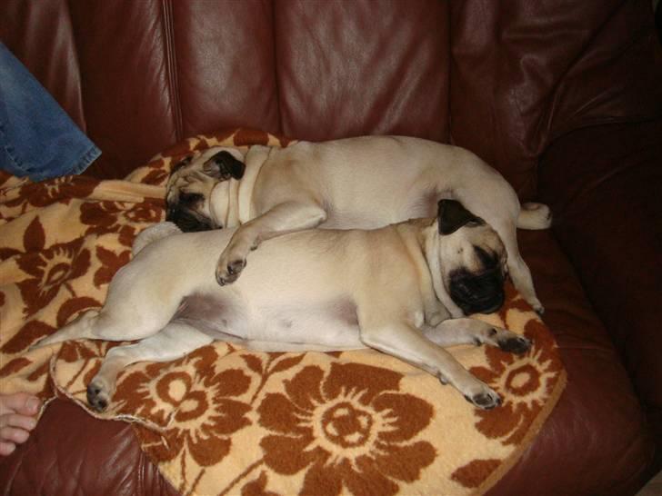 Mops Cosmo - Mmm.. dejligt at putte sammen med lillesøster Agnes :) billede 20