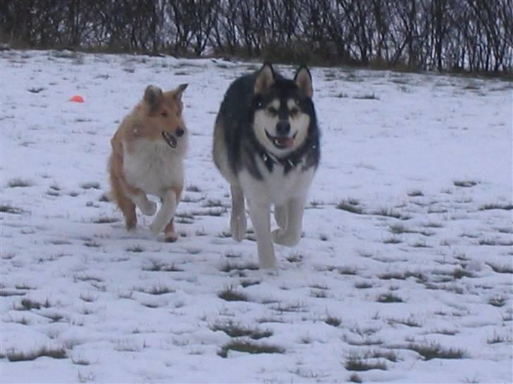 Alaskan malamute Alma noatuns Gejst Amlet  billede 16