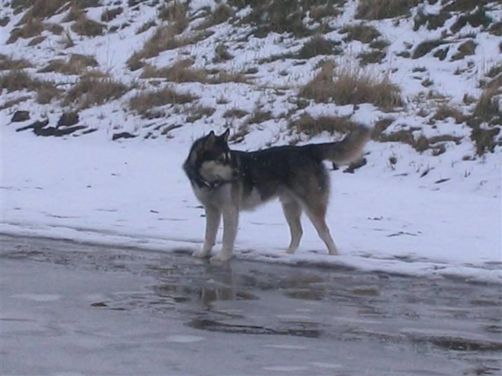 Alaskan malamute Alma noatuns Gejst Amlet  billede 17