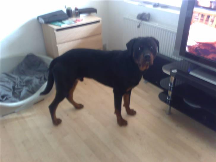 Rottweiler chico billede 14