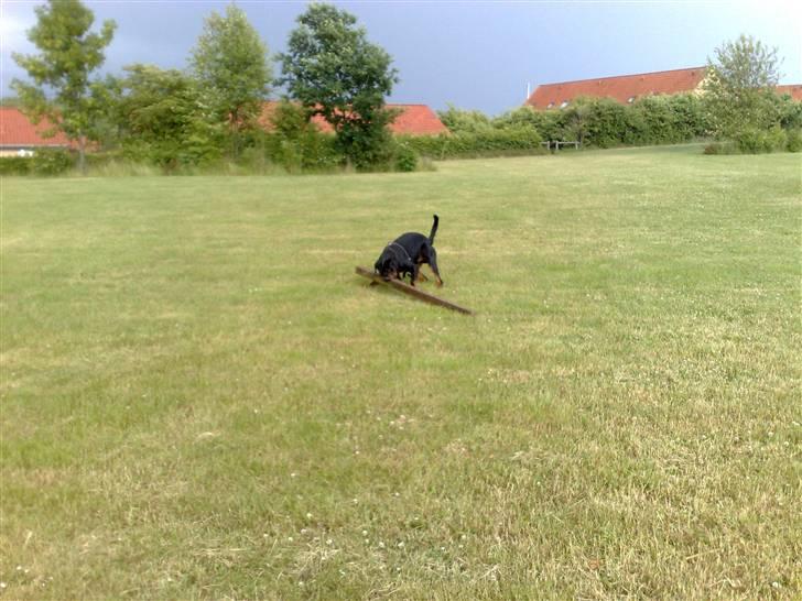 Rottweiler chico billede 16