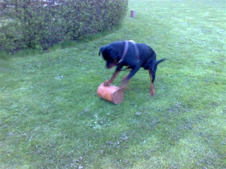 Rottweiler chico billede 17