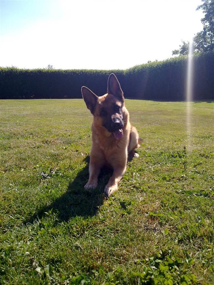 Schæferhund Payana - Sommeren 2010 billede 13