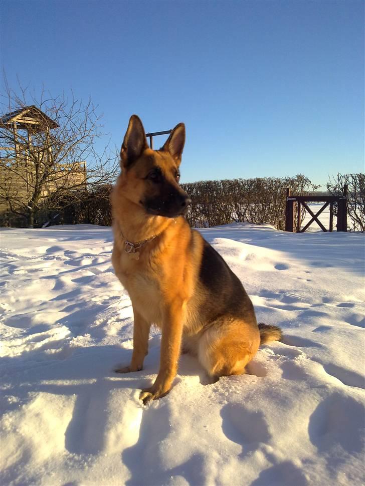 Schæferhund Payana - Vores smukke payana, 2 år. billede 14