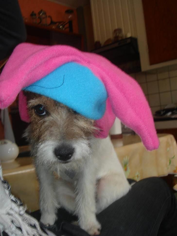 Parson russell terrier » Haldumlunds † Cassi † « - Am i cute or what billede 13