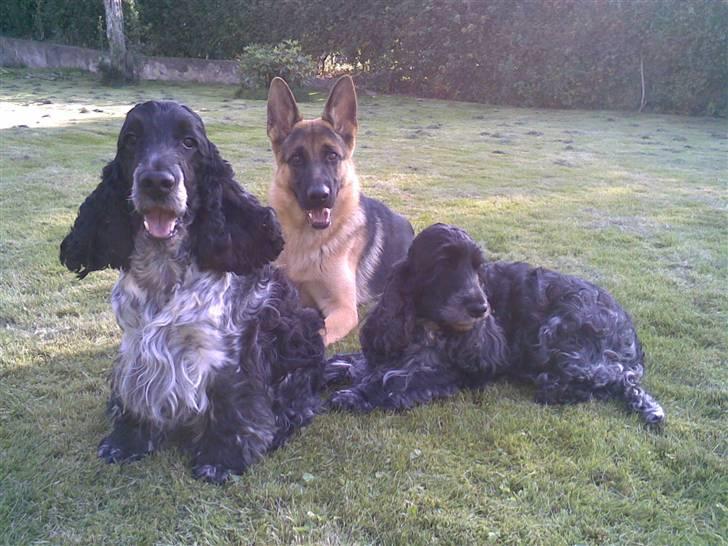 Schæferhund Payana - her er payana med min søsters hunde... er de ikke søde sammen? :) billede 15