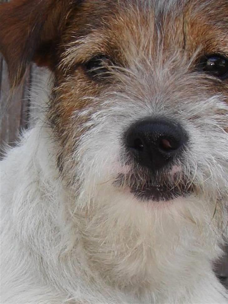Parson russell terrier » Haldumlunds † Cassi † « - Ansigts foto. billede 15