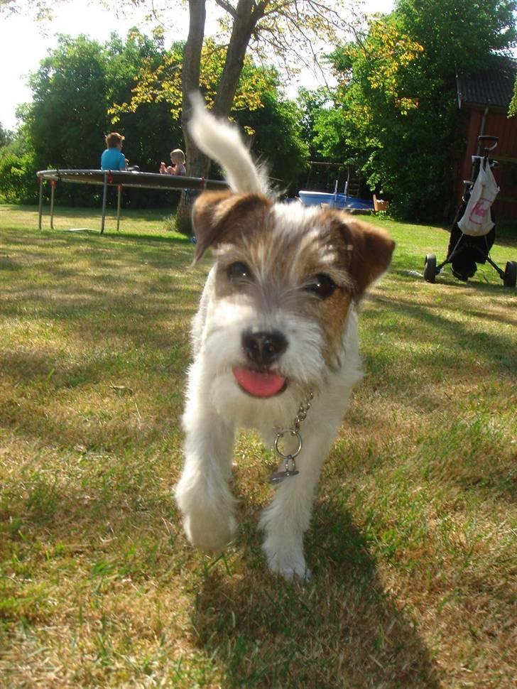 Parson russell terrier » Haldumlunds † Cassi † « - hihihi jeg rækker runge af dig. (fri hjemme i haven ) billede 17