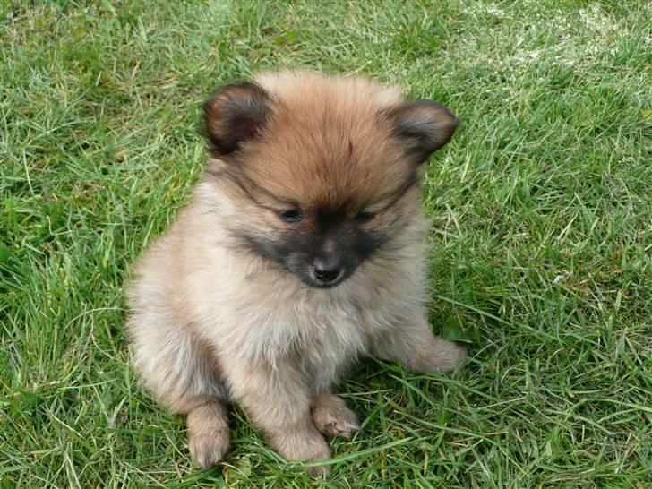 Pomeranian Nala billede 1