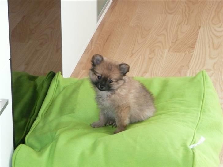 Pomeranian Nala billede 2