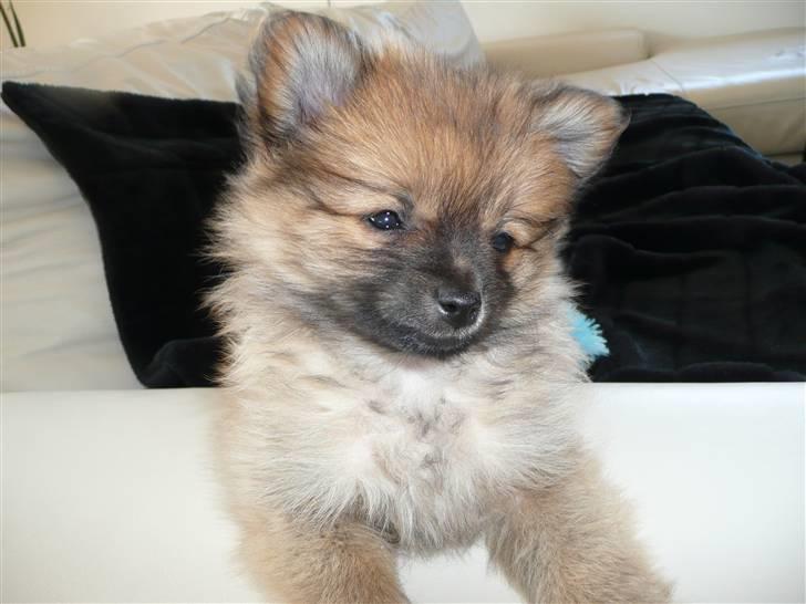 Pomeranian Nala billede 3