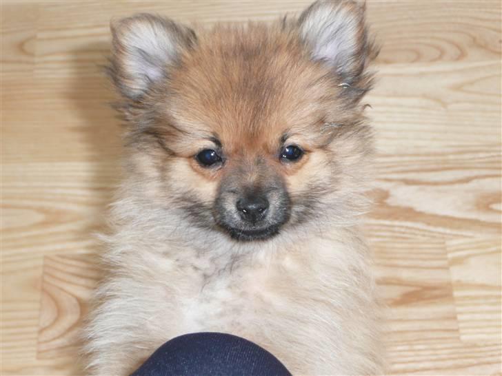 Pomeranian Nala billede 4