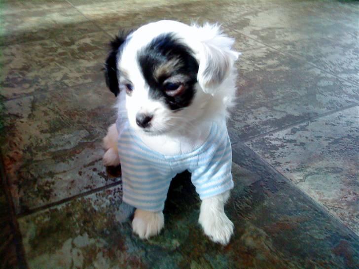 Blanding af racer Gizmo - velkommen til gizmo´s profil <33 billede 1